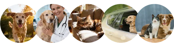 Mosaïque de chiens et chats heureux, apaisés et en pleine santé, accompagnés d'une vétérinaire. Preuve sociale de l'efficacité du Pack Longévité VitalieBio avec vitamines et CBD pour animaux.