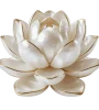 icône de lotus symbole de la beauté chez VitalieBio.
